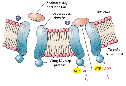 chức năng cấu tạo màng sinh học