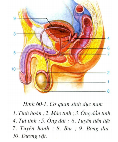 Các bộ phận của cơ quan sinh dục nam