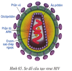 Sơ đồ cấu tạo virut HIV