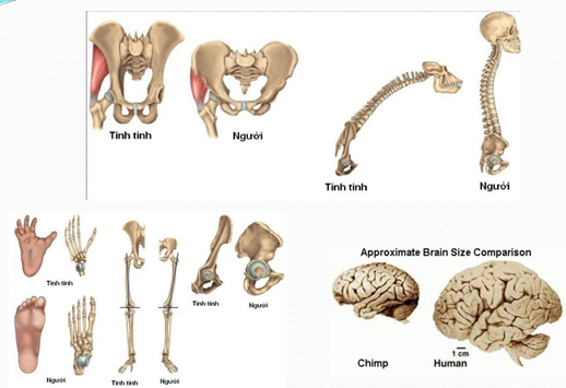 Sự phát triển về bộ xương của người so với động vật khác