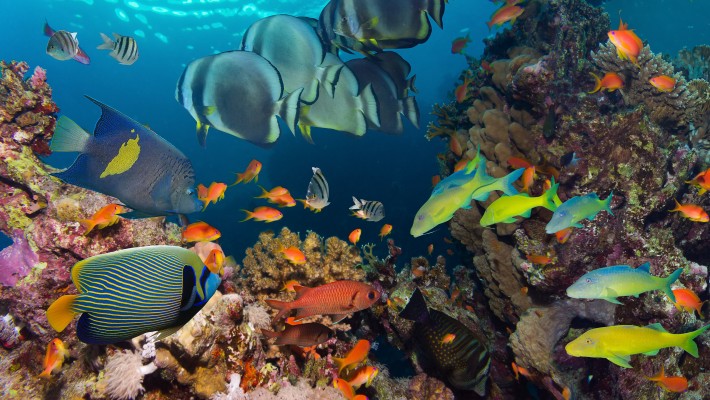 đa dạng động vật dưới nước
