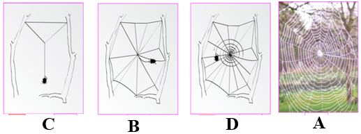 Quá trình chăng tơ ở nhện