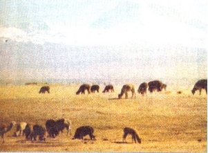 Chăn nuôi lạc đà LaMa ở vùng núi Nam Mĩ