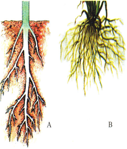 Các loại rễ