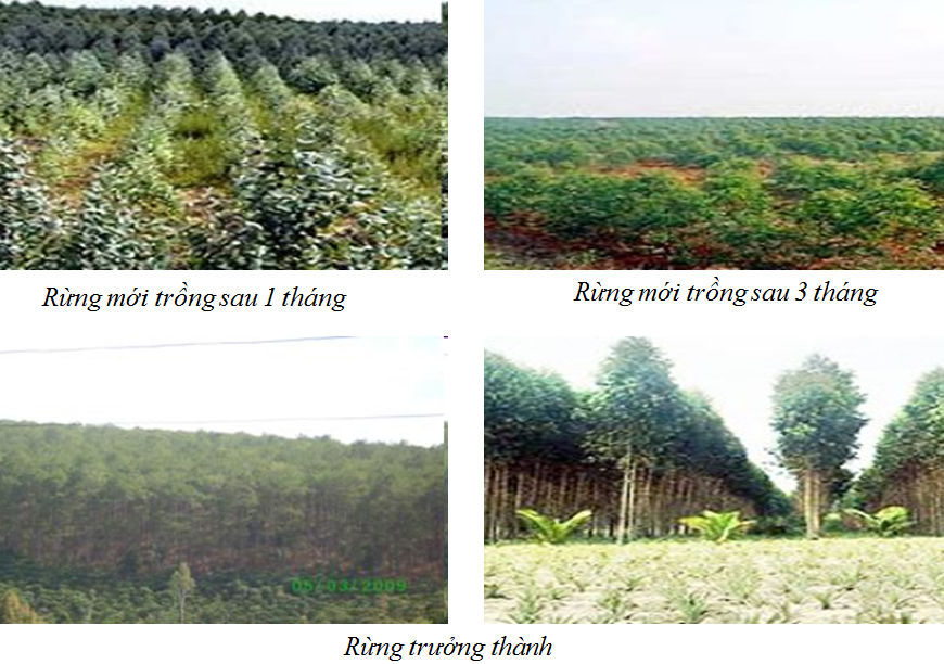 Công nghệ 7 Bài 27: Chăm sóc rừng sau khi trồng