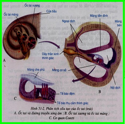 Phân tích cấu tạo của ốc tai