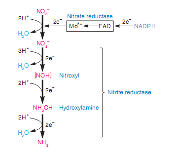 Quá trình khử nitơ