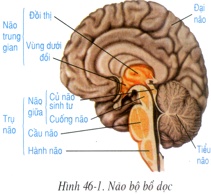 Vị trí và các thành phần của não bộ