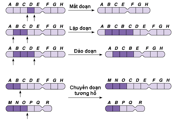 Các dạng đột biến cấu trúc NST
