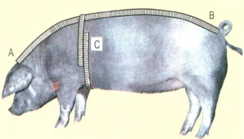Các chiều đo của lợn