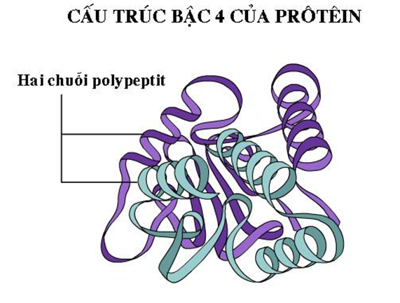 cấu trúc bậc 4 của protein