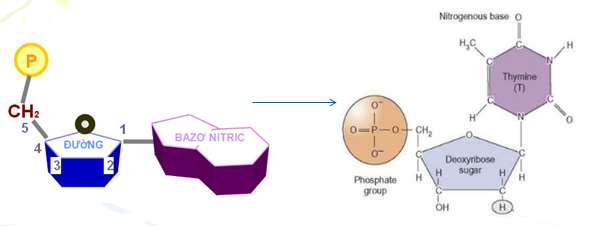 Cấu trúc nucleotit