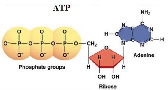 Thành phần hoá học của ATP