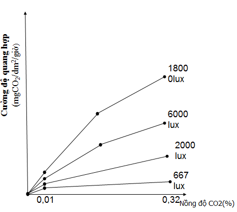 Ảnh hưởng của cường độ ánh sáng đến cường độ quang hợp khi nồng độ CO2 tăng
