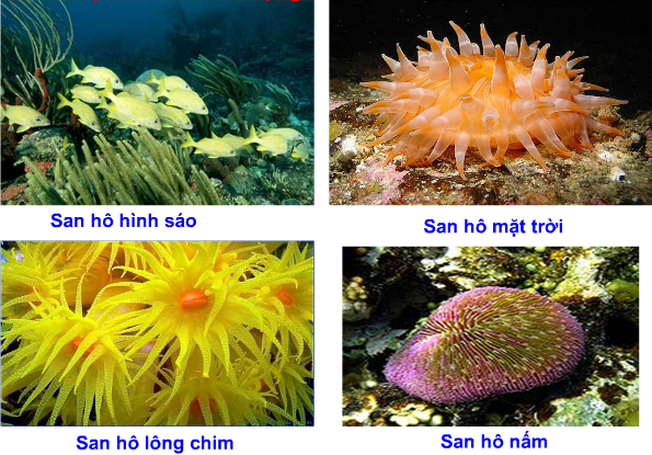 Một số dạng san hô