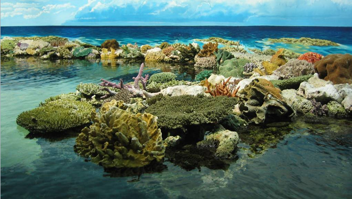 Vẻ đẹp tự nhiên từ san hô
