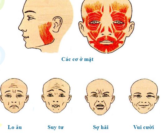 Các biểu hiện của cơ mặt