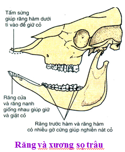 Răng và xương sọ của trâu