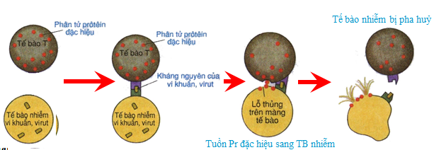 Hoạt động của tế bào T
