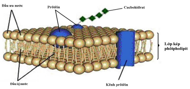 lipit cấu trúc nên màng sinh học