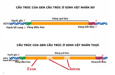 Cấu trúc chung của một gen cấu trúc