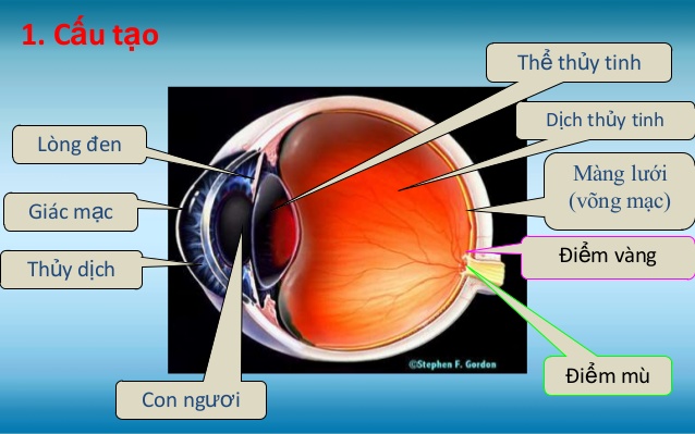 Cấu tạo quang học cảu mắt