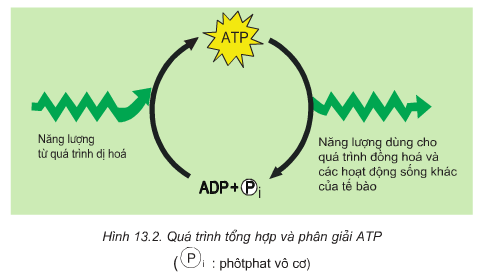 Chuyển hoá ATP