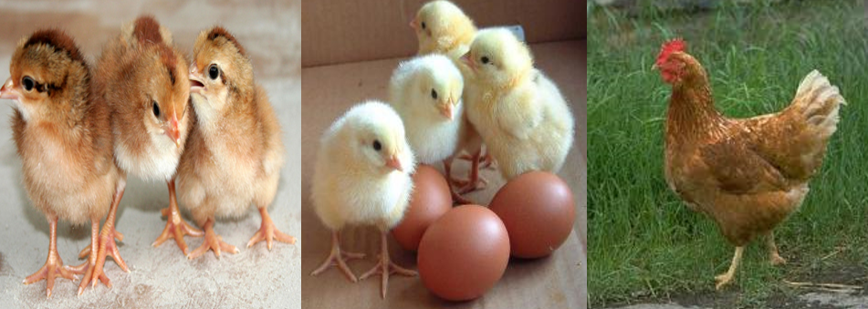 Chọn gà để đẻ lấy trứng