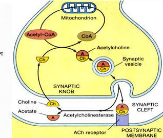 Hình 3. Chu trình của Acetylcholin