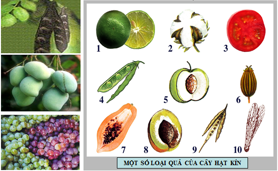 Một số loại quả của cây hạt kín