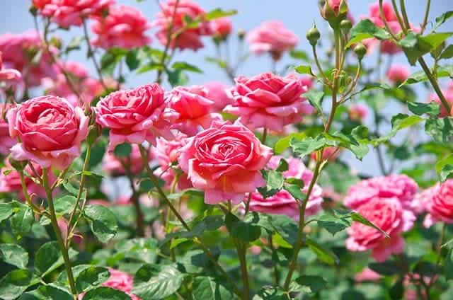 Hình ảnh hoa hồng đẹp dịu dàng