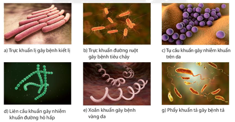 Một số loại vi khuẩn gây bệnh ở người