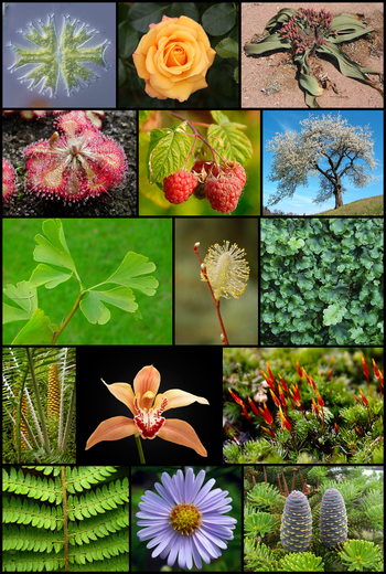 Một số nhóm thực vật