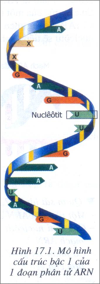 Mô hình 1 đoạn ARN