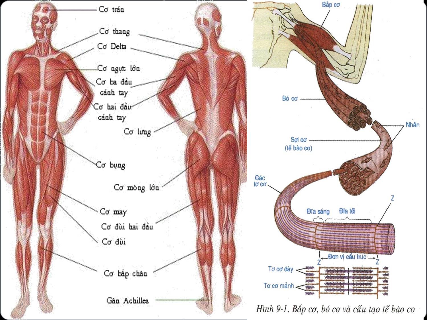 Hệ cơ và cấu tạo bắp cơ, tế bào cơ