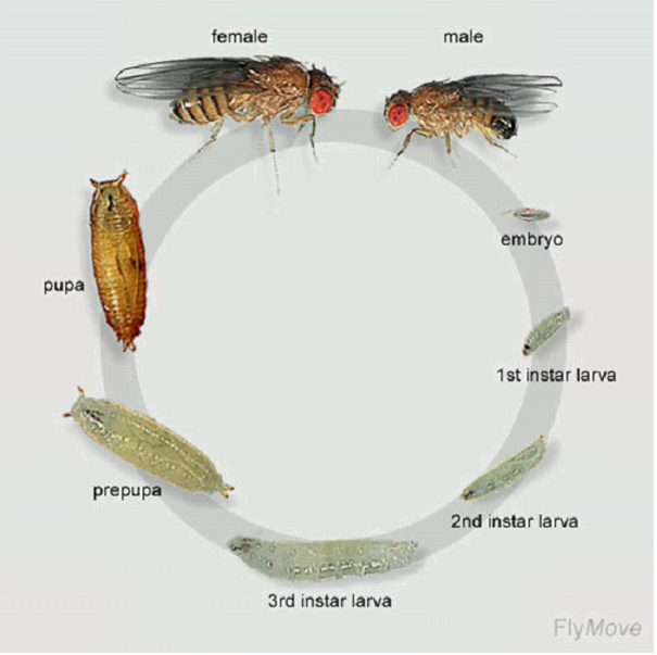 Vòng đời của ruồi giấm