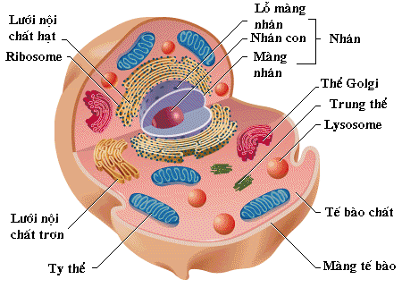 Cấu trúc tế bào động vật
