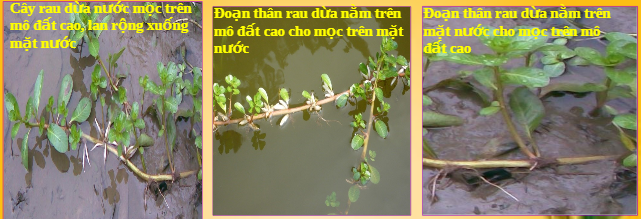 cây rau dừa nước trồng ở các môi trường khác nhau