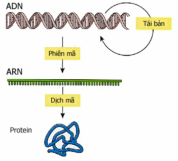 Quá trình tổng hợp protein