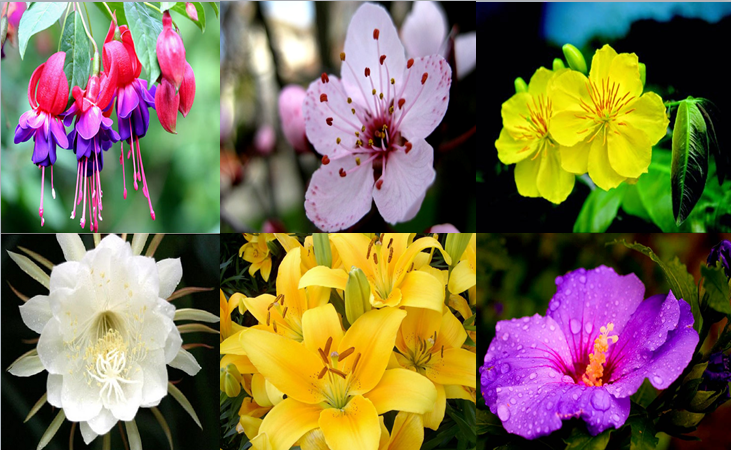 Một số loài hoa