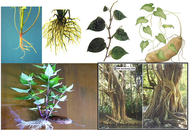 Các dạng rễ của thực vật