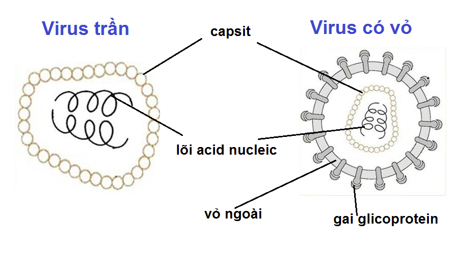 cấu tạo của virut